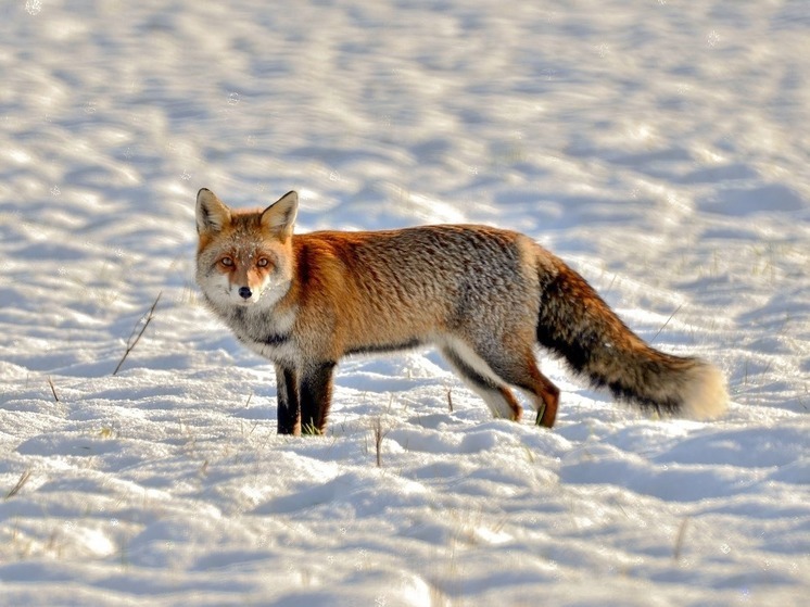 В Новой Москве лисы начали преследовать лыжников - МК