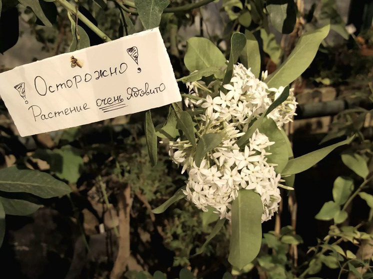 В Москве расцвело ядовитое растение, которое может убить человека - МК