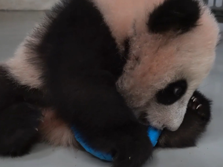 Зоологи выяснили, чей характер унаследовала московская малышка-панда - МК