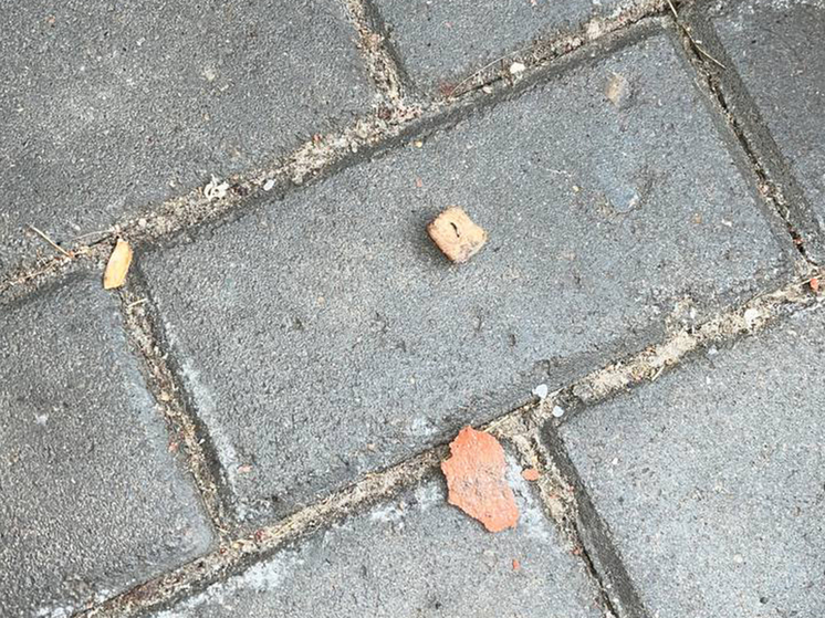 В Новой Москве активизировались догхантеры: хозяева бьют тревогу из-за зверских методов - МК В Новой Москве активизировались догхантеры: хозяева бьют тревогу из-за зверских методов - МК