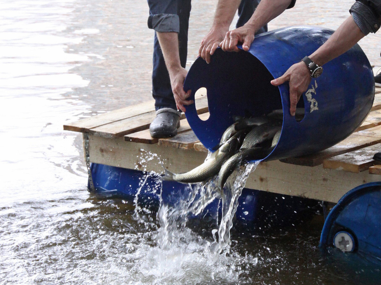 В Москву-реку выпустят более 100 тысяч мальков рыбы - МК