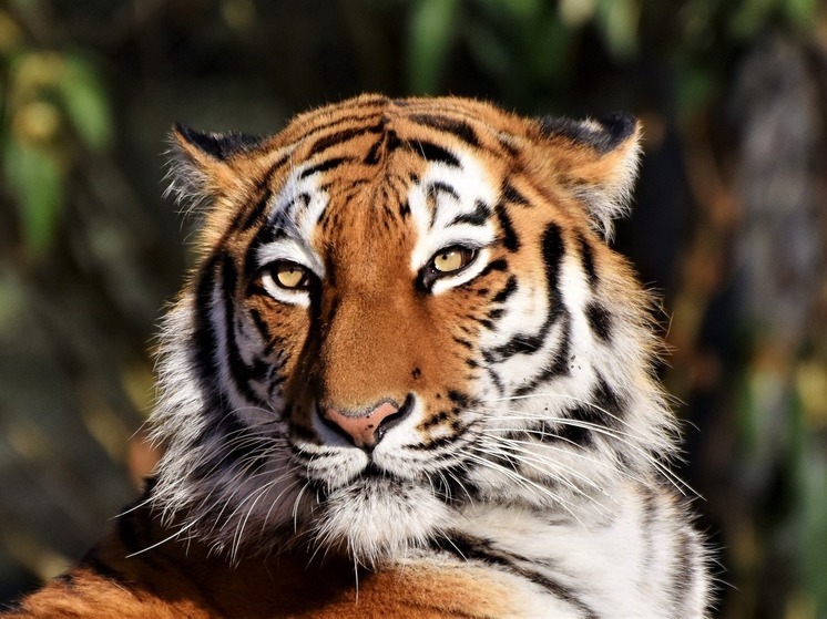 Раненого тигра решили назвать в честь реки - МК