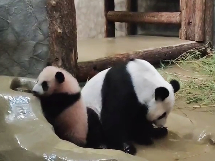 Панда Катюша начала готовиться к купальному сезону - МК