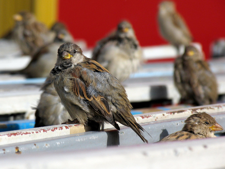 Эксперты признали Москву самым привлекательным городом для воробьев - МК Эксперты признали Москву самым привлекательным городом для воробьев - МК