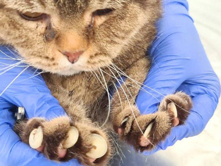 Ветеринары помогли ленивому коту сделать маникюр - МК Ветеринары помогли ленивому коту сделать маникюр - МК