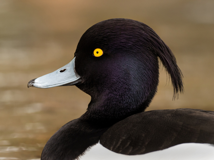 Орнитологи рассказали, какие птицы первыми вернулись в московский регион - МК