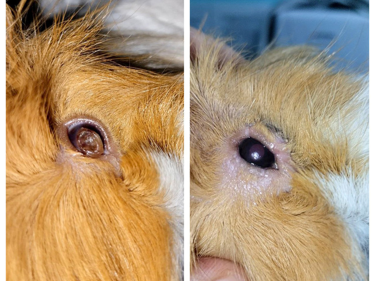 Ветврачи вернули морской свинке способность моргать - МК