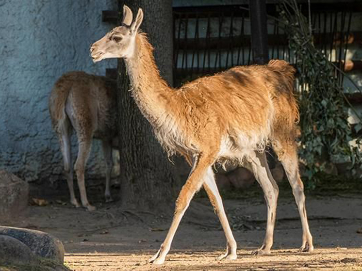Гуанако в московском зоопарке поселили к дальним родственникам - МК