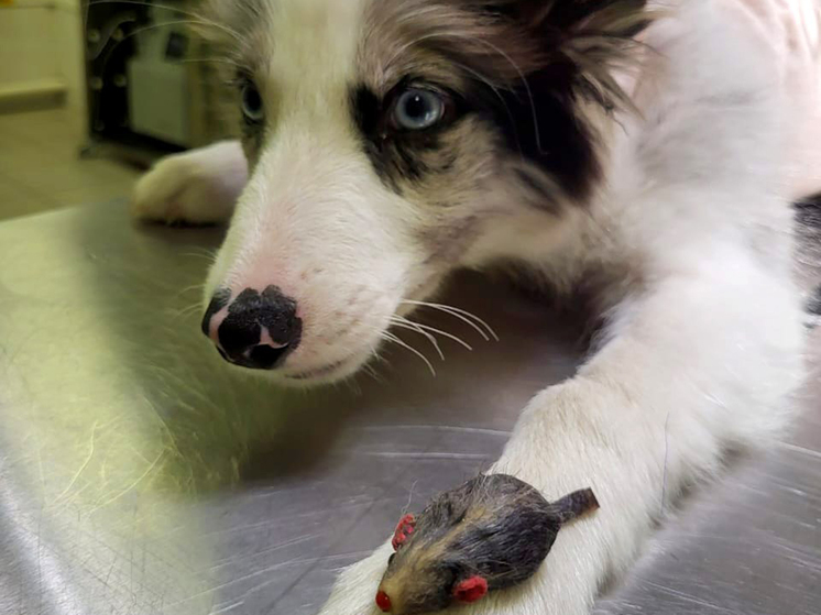 В Москве собака проглотила игрушечную мышь - МК