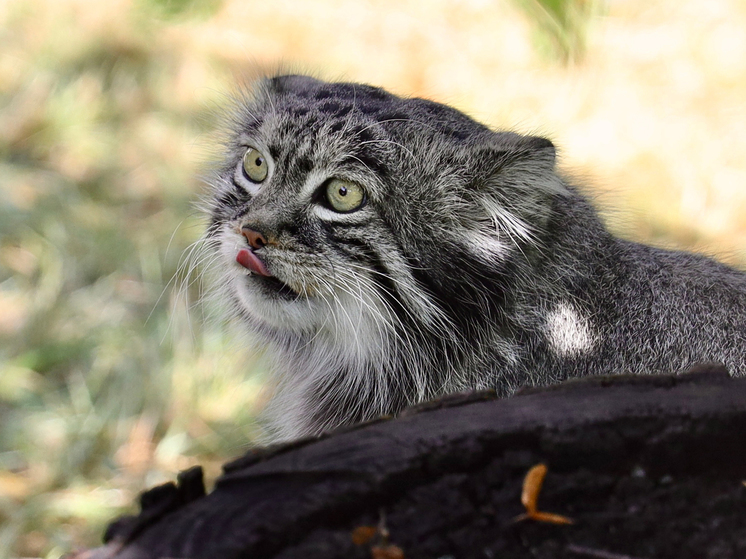 Манула Тимофея в зоопарке начали кормить дважды в день: идет зажировка - МК Манула Тимофея в зоопарке начали кормить дважды в день: идет зажировка - МК