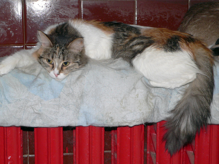 Эксперты рассказали, когда включат отопление в Москве и Подмосковье - МК