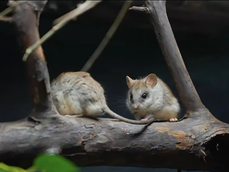 В зоопарке представили крыс, которые узнают друг друга по запаху - МК