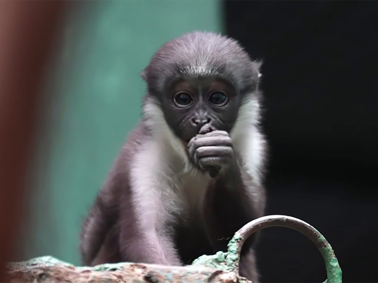 Малыш мартышки дианы начал спускаться с живота мамы на землю - МК