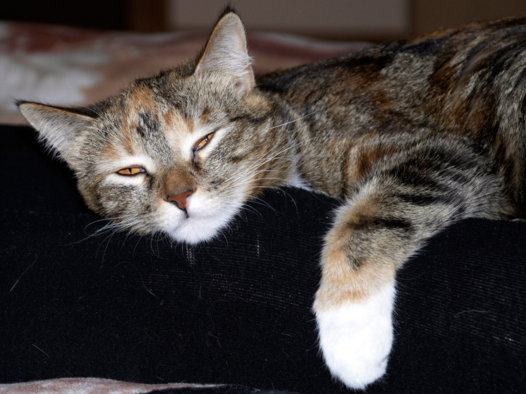 Кошке в московской ветклинике поставили необычный диагноз - МК