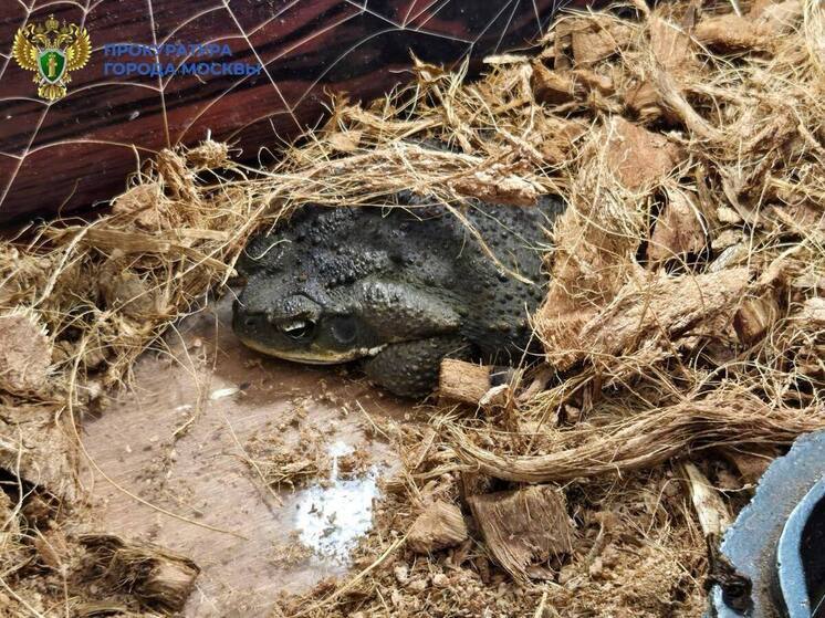 Прокуратура выявила в Зеленограде выставку нелегальных животных - МК