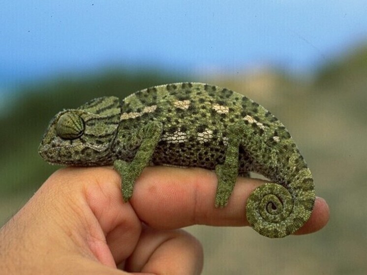 Выяснилось состояние зверей-экзотов, изъятых на нелегальной выставке - МК