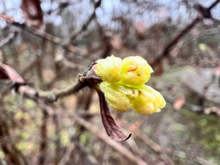 В &laquo;Лосином Острове&raquo; внезапно зацвела жимолость - МК