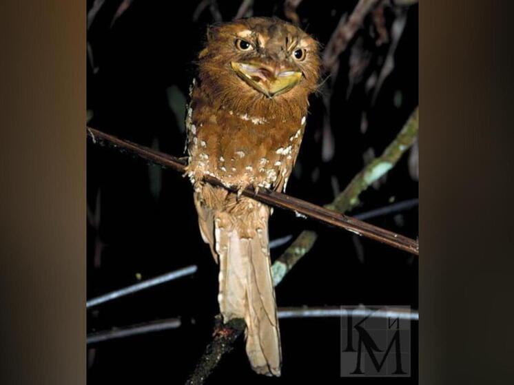 Птицы-экзоты впервые поселились в Москве и уже озаботились продолжением рода - МК