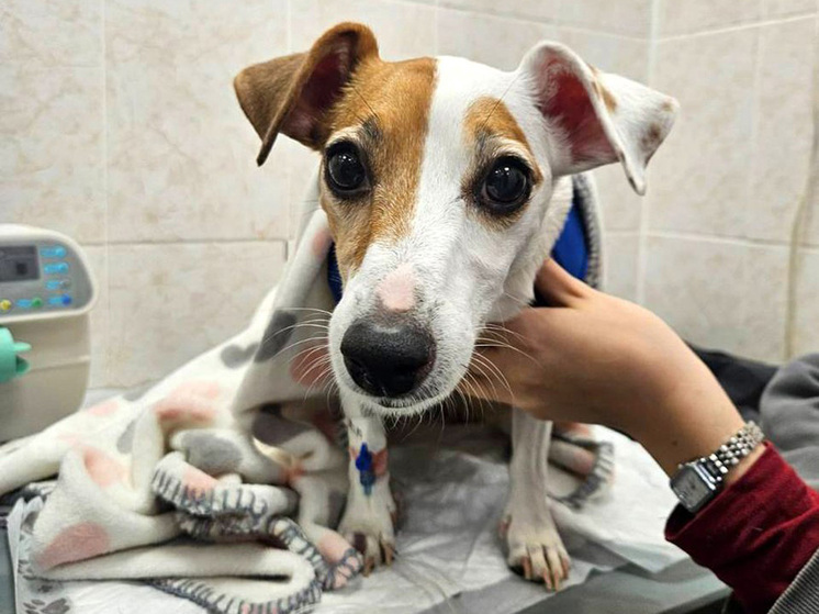 Ветеринары спасли джек-рассела, проглотившего персиковую косточку - МК