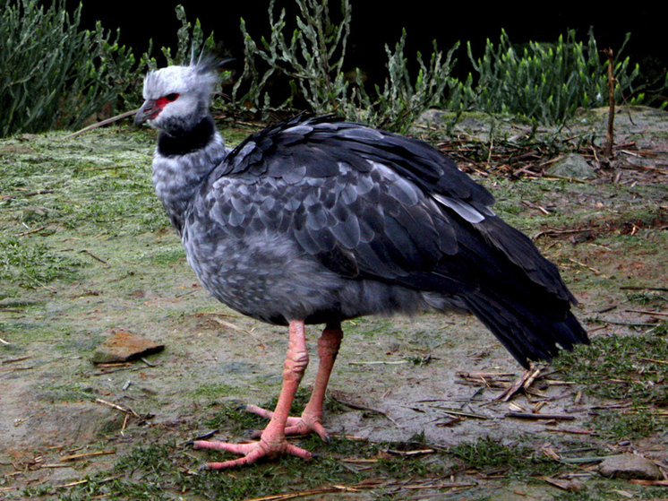Хохлатых паламедей в зоопарке подселят к муравьеду - МК