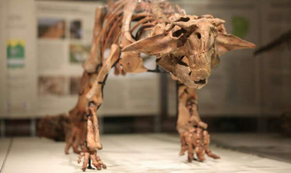 Ящер-попугай и мезозойские крокодилы: в Палеонтологическом музее открылась выставка «Сибирский пситтакозавр» Ящер-попугай и мезозойские крокодилы: в Палеонтологическом музее открылась выставка «Сибирский пситтакозавр»