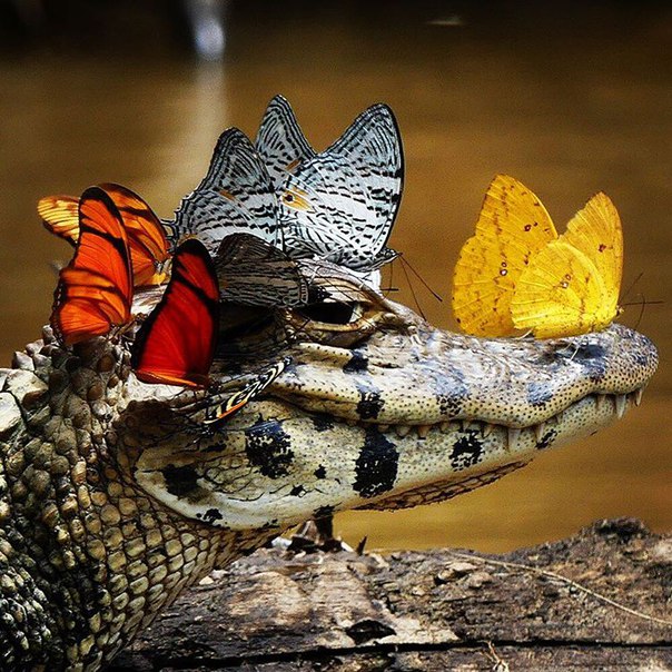 Когда ты крокодил, но это Когда ты крокодил, но это