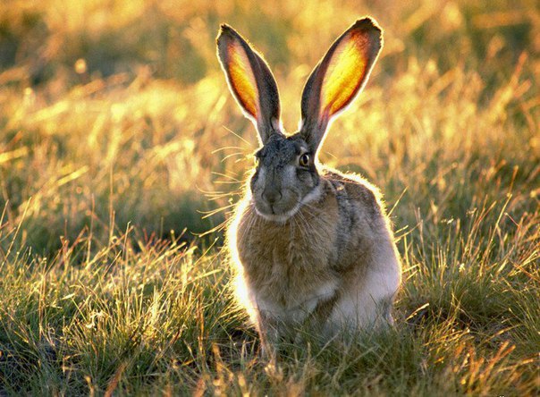 В «Лосином острове» появятся вольеры с лисами, оленями и кабанами В «Лосином острове» появятся вольеры с лисами, оленями и кабанами