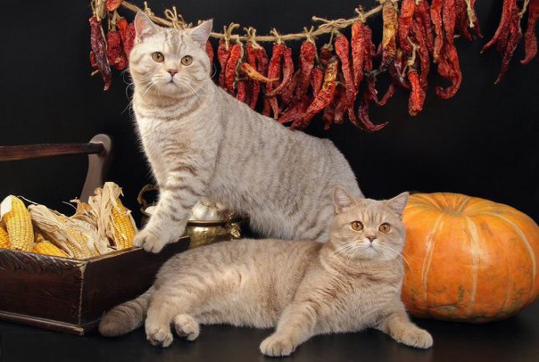 5 ресторанов Москвы с животными 5 ресторанов Москвы с животными