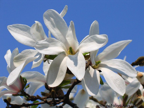 В «Аптекарском огороде» расцвели белые магнолии В «Аптекарском огороде» расцвели белые магнолии