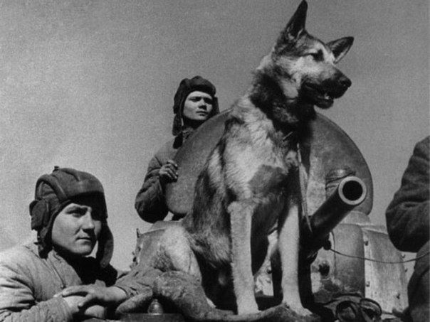 Фронтовая собака недалеко от метро «Чистые пруды». Есть и такой памятник в Москве. Фронтовая собака недалеко от метро «Чистые пруды». Есть и такой памятник в Москве.