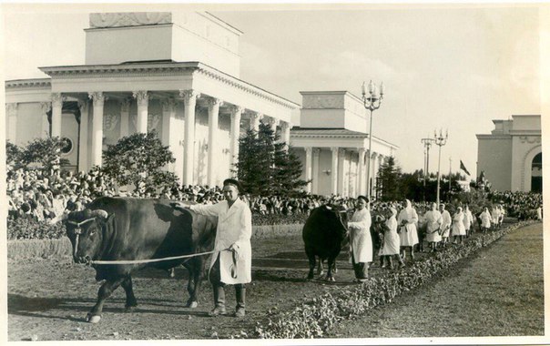 ВСХВ. 1954г. ВСХВ. 1954г.
