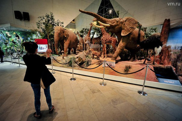 Первокурсники смогут бесплатно или на льготных условиях посещать музеи Москвы в рамках акции «Первокурсник в музее». Первокурсники смогут бесплатно или на льготных условиях посещать музеи Москвы в рамках акции «Первокурсник в музее».