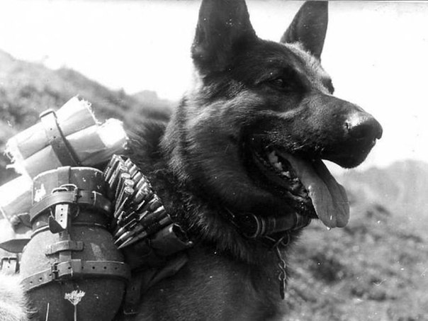 Фронтовая собака недалеко от метро «Чистые пруды». Есть и такой памятник в Москве. Фронтовая собака недалеко от метро «Чистые пруды». Есть и такой памятник в Москве.