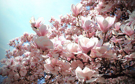 В «Аптекарском огороде» расцвели белые магнолии В «Аптекарском огороде» расцвели белые магнолии