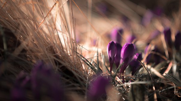 В "Музеоне" распускаются первые цветы В "Музеоне" распускаются первые цветы