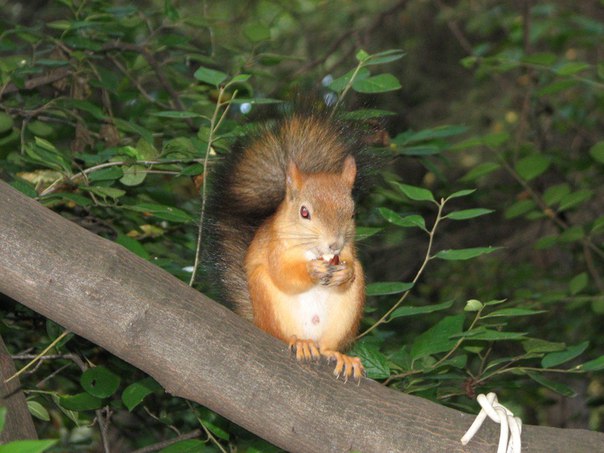 Генпрокуратура не нашла нарушений при вырубке деревьев в «Кусково» Генпрокуратура не нашла нарушений при вырубке деревьев в «Кусково»