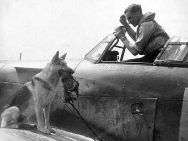 Фронтовая собака недалеко от метро «Чистые пруды». Есть и такой памятник в Москве. Фронтовая собака недалеко от метро «Чистые пруды». Есть и такой памятник в Москве.