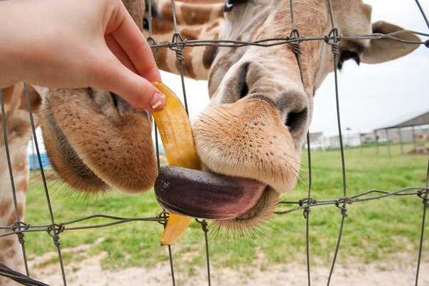 В День рождения столицы перед гостями Московского зоопарка проведут кормление 12 видов животных В День рождения столицы перед гостями Московского зоопарка проведут кормление 12 видов животных