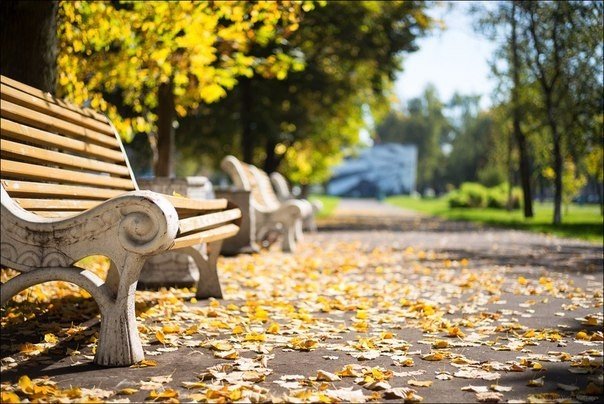 Золотая осень в московских парках и скверах. Золотая осень в московских парках и скверах.