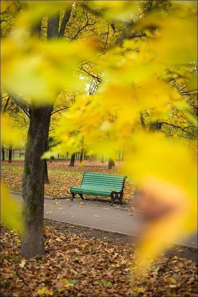 Золотая осень в московских парках и скверах. Золотая осень в московских парках и скверах.