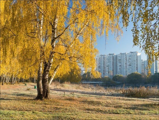 Золотая осень в московских парках и скверах. Золотая осень в московских парках и скверах.