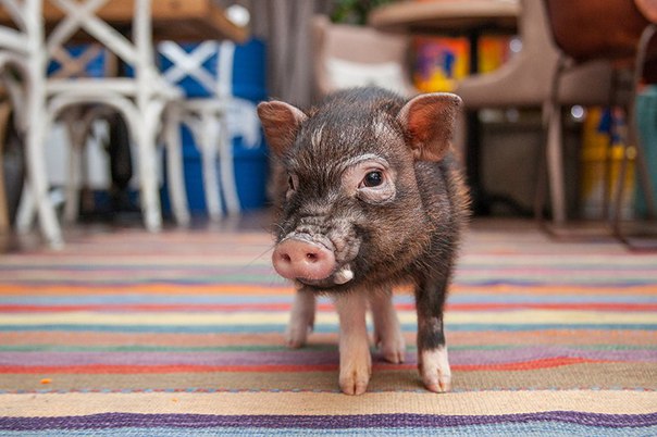 5 ресторанов Москвы с животными 5 ресторанов Москвы с животными