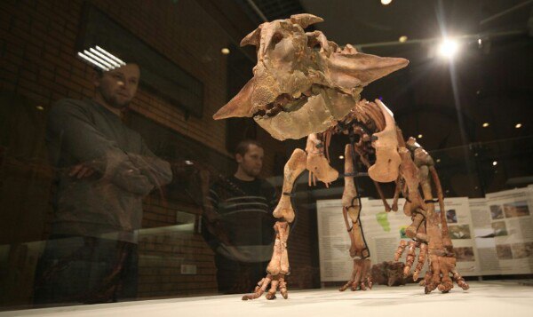 Ящер-попугай и мезозойские крокодилы: в Палеонтологическом музее открылась выставка «Сибирский пситтакозавр» Ящер-попугай и мезозойские крокодилы: в Палеонтологическом музее открылась выставка «Сибирский пситтакозавр»