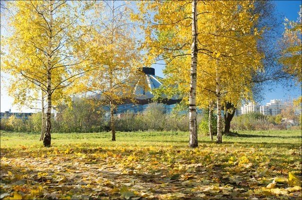 Золотая осень в московских парках и скверах. Золотая осень в московских парках и скверах.