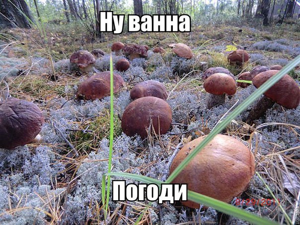 Российские туристы засолили грибы в ванне элитного отеля в Швейцарии Российские туристы засолили грибы в ванне элитного отеля в Швейцарии