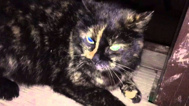 «Аптекарский огород» подарит посетителям котят цветочно-черепаховой кошки «Аптекарский огород» подарит посетителям котят цветочно-черепаховой кошки