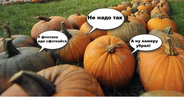 Ботанический сад МГУ «Аптекарский огород» призывает посетителей перестать вытаптывать тыквы Ботанический сад МГУ «Аптекарский огород» призывает посетителей перестать вытаптывать тыквы