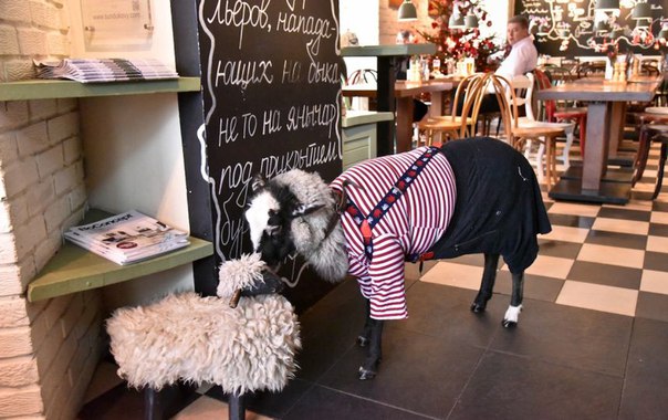 5 ресторанов Москвы с животными 5 ресторанов Москвы с животными