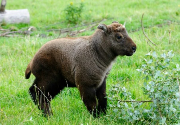 Детеныш родился в зоопарке у вымирающих сычуаньских такинов Детеныш родился в зоопарке у вымирающих сычуаньских такинов