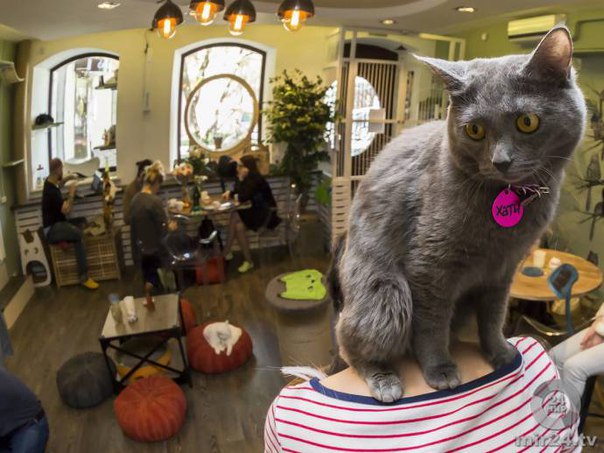 5 ресторанов Москвы с животными 5 ресторанов Москвы с животными